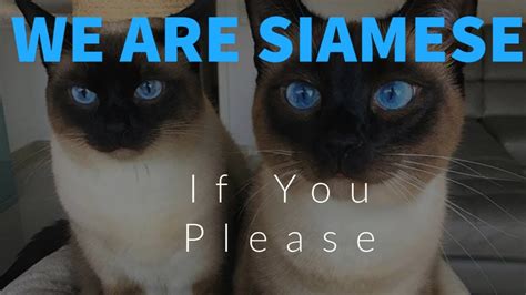 Dec 4, 2014 - We are Siamese if you please.....When autocomplete results are available use up and down arrows to review and enter to select.